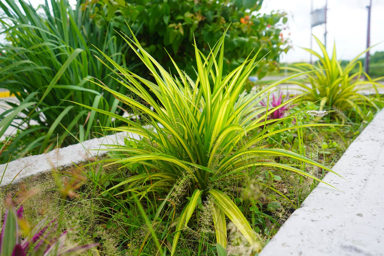about-us-01 Colorful ornamental plants thriving outdoors in a landscaped garden setting.