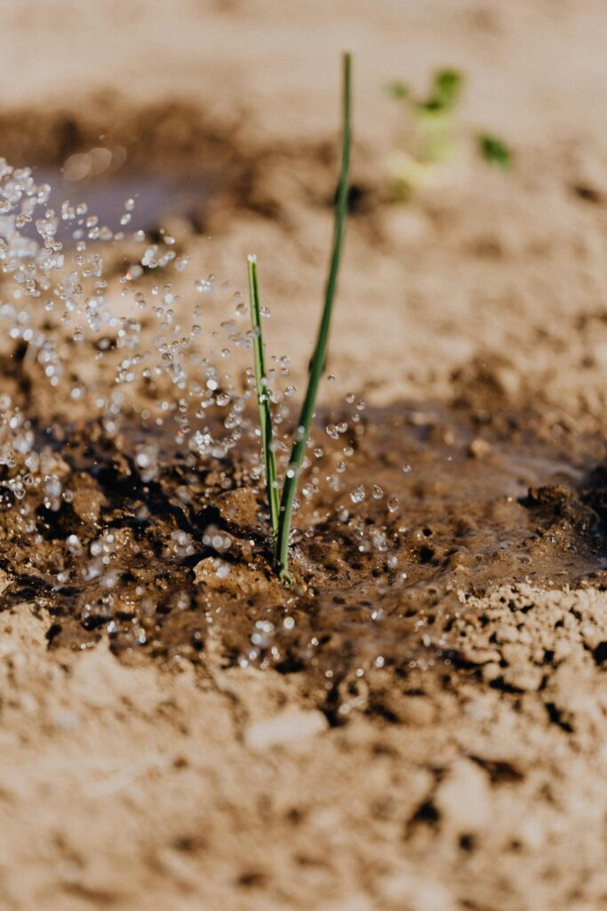pexels photo 4207907 4207907 Close-up of a plant sprout being watered in sandy soil, showing growth and irrigation.